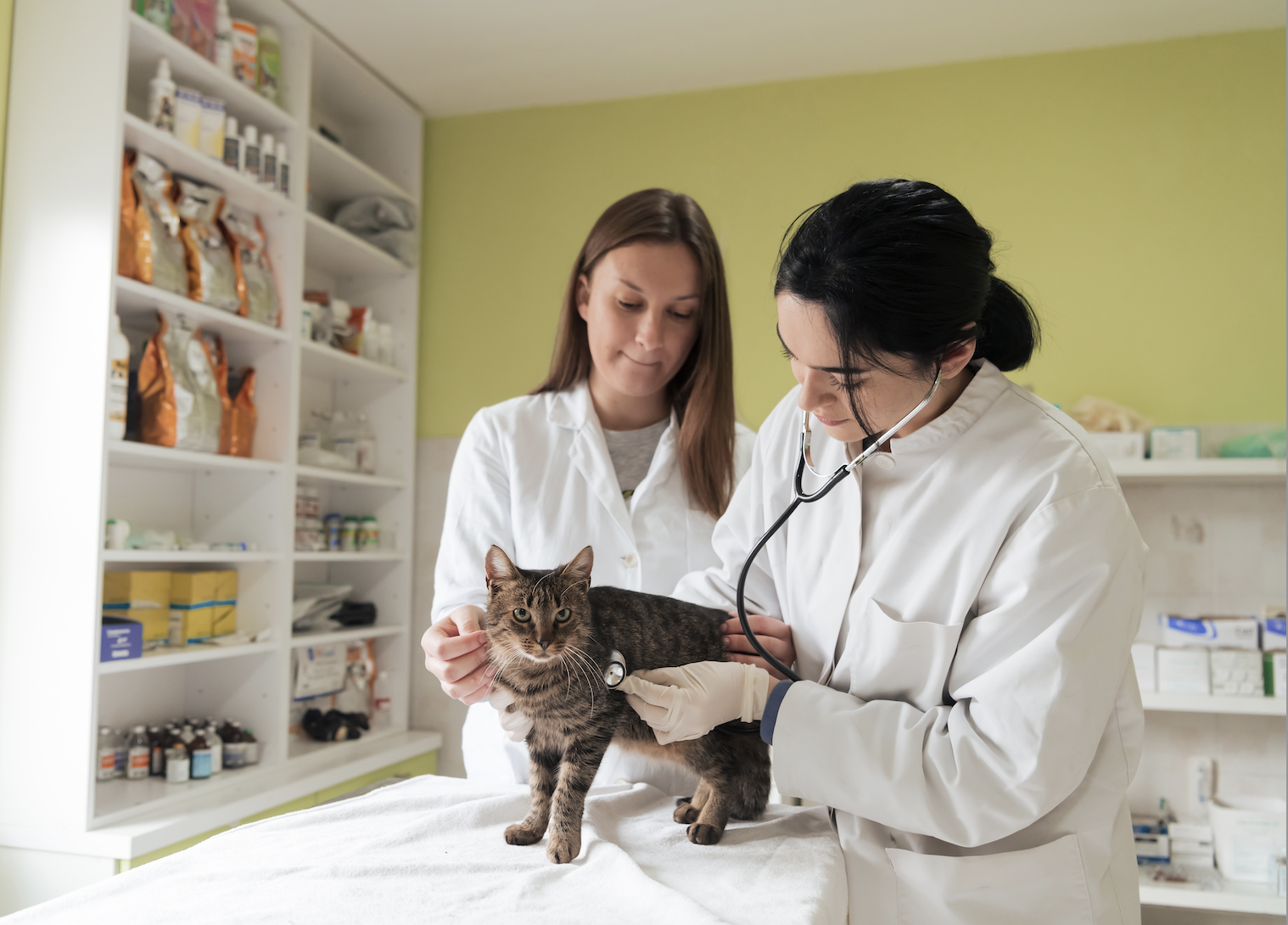 Key Steps When Your Cat Shows FIP Symptoms