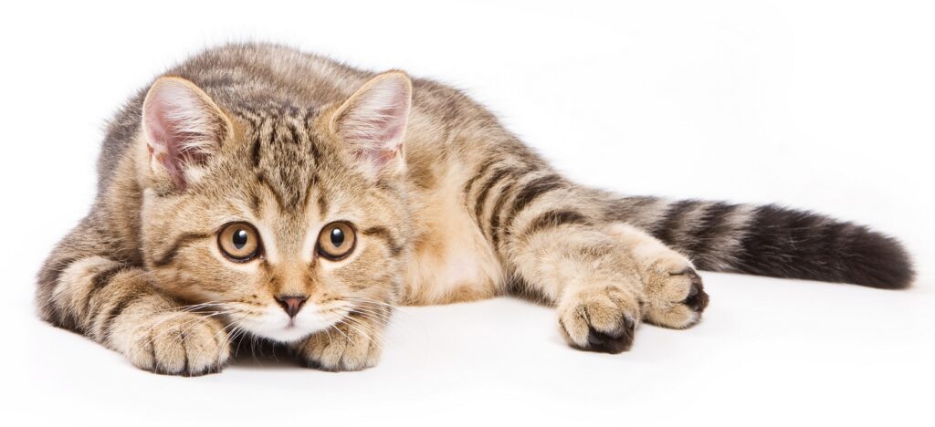 Understanding Cat Paralysis: Causes, Symptoms, and Treatments